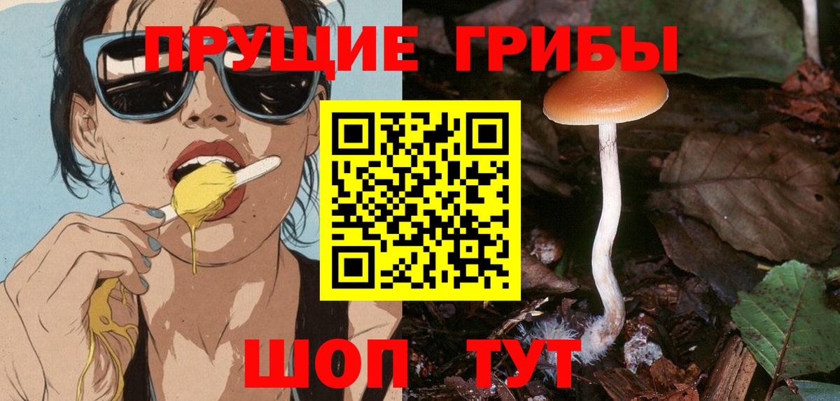 Псилоцибиновые грибы мицелий Новошахтинск